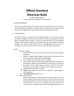Official Standard American Bully