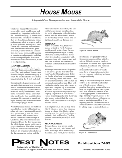 house mouse - Kings County