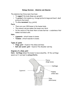 Biology Revision: Skeleton and Muscles The skeleton has three