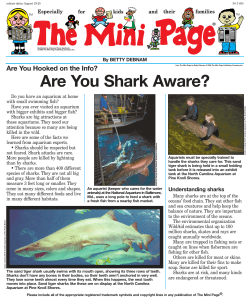 sharks