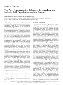 The Polar Arrangement of Telomeres in Interphase and Meiosis