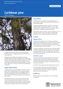 Caribbean pine - Department of Agriculture and Fisheries