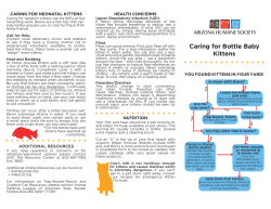 Caring for Bottle Baby Kittens
