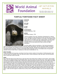 turtle/tortoise fact sheet