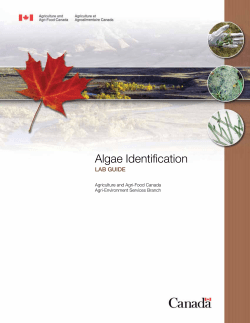Algae Identification