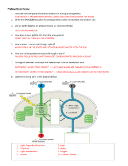 Photosynthesis Review 1. Describe the energy transformation that