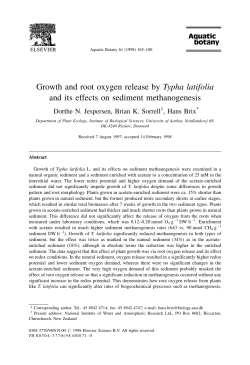 Growth and root oxygen release by Typha latifolia and its effects on