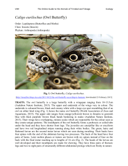 Caligo eurilochus (Owl Butterfly)