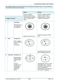 Comparing mitosis and meiosis