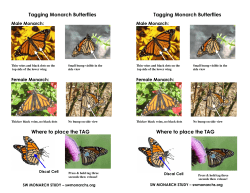 Tagging Monarch Butterflies Tagging Monarch Butterflies Where to