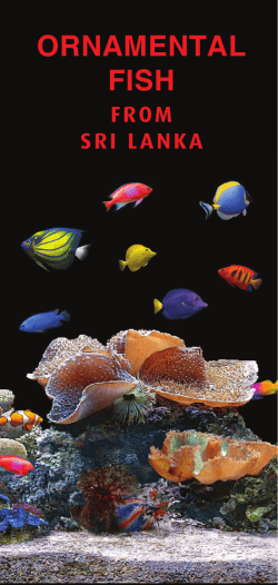 ornamental fish - Sri Lanka Exports Development Board