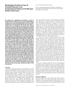 Morphological variation of layer III pyramidal neurones in the