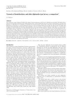 Tornaria of hemichordates and other dipleurula