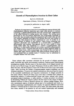 Growth of PZasmodiophora brassicae in Host Callus
