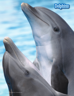 Dolphins - Free Spirit Publishing