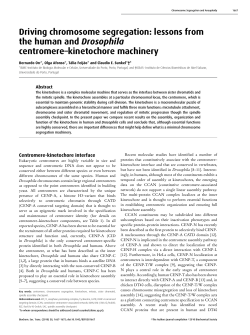 Driving chromosome segregation: lessons from the human and
