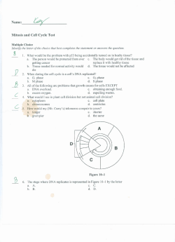 Mitosis Take Home Key