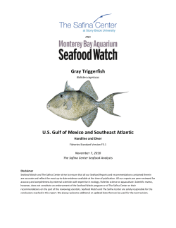 Gray Triggerfish