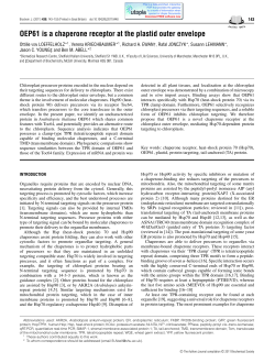 OEP61 is a chaperone receptor at the plastid outer envelope