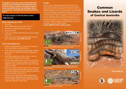 common snakes and lizards of Central Australia