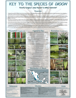 Key to the Species of Dioon