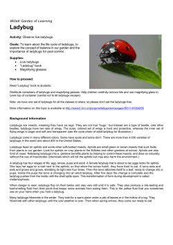 Ladybugs
