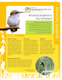 Attracting Songbirds