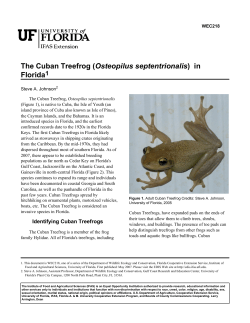 The Cuban Treefrog (Osteopilus septentrionalis)