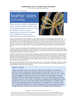 Echinoderms: Part 8 - Feather Stars (Crinoidea)