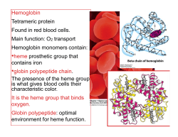 Hemoglobin Tetrameric protein Found in red blood cells. Main