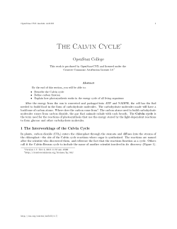 The Calvin Cycle