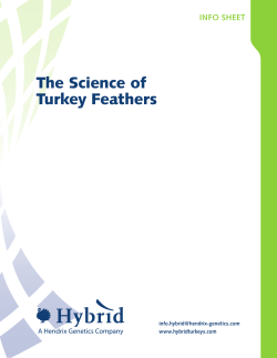 11HY017 The Science of Turkey Feathers
