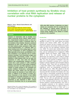Inhibition of host protein synthesis by Sindbis virus: correlation with