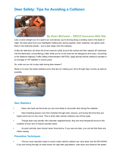 Deer Safety Driving Tips