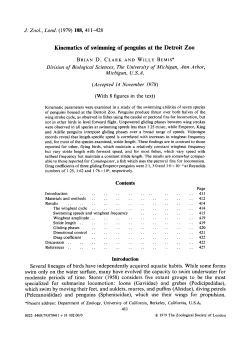 Kinematics of swimming of penguins at the Detroit Zoo
