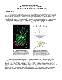 Biotechnology Explorer&trade; Protein Electrophoresis of GFP: A pGLO