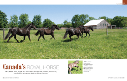 royal horse - Grand Magazine