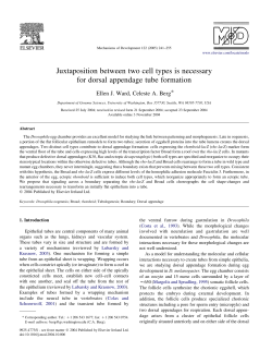 Juxtaposition between two cell types is necessary for dorsal