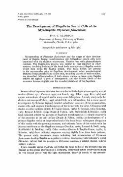 The Development of Flagella in Swarm Cells of the