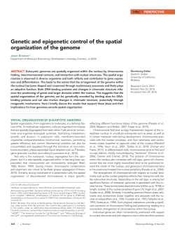 Genetic and epigenetic control of the spatial organization of the