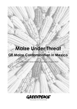 Maize Under Threat
