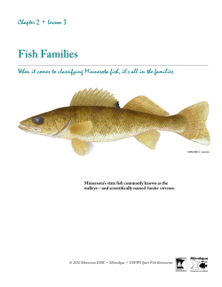 Fish Families - Minnesota DNR - MN-dnr