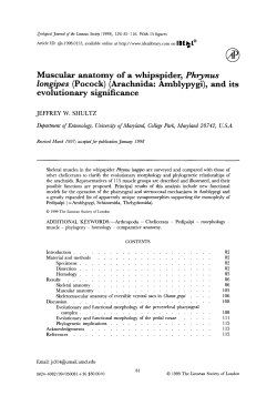 Muscular anatomy of a whipspider, Phrynus longipes (Pocock