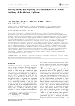 Photosynthetic field capacity of cyanobacteria of a tropical inselberg