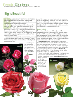 Big Is Beautiful