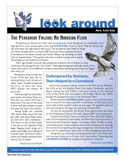 The Peregrine Falcon