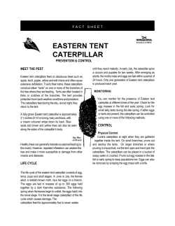 eastern tent caterpillar - Government of Nova Scotia