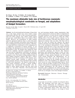 The maximum attainable body size of herbivorous mammals