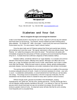 Diabetes and Your Cat - Cat Care Clinic - Cat Care Clinic