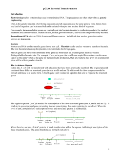 pGLO Bacterial Transformation 1
